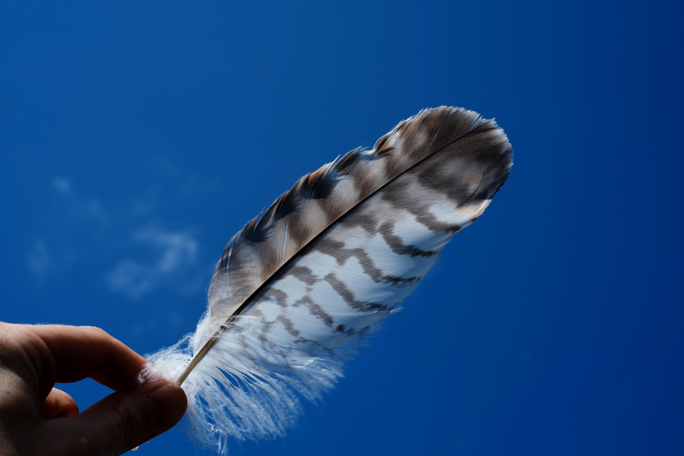 plume avec ciel bleu et main blanche